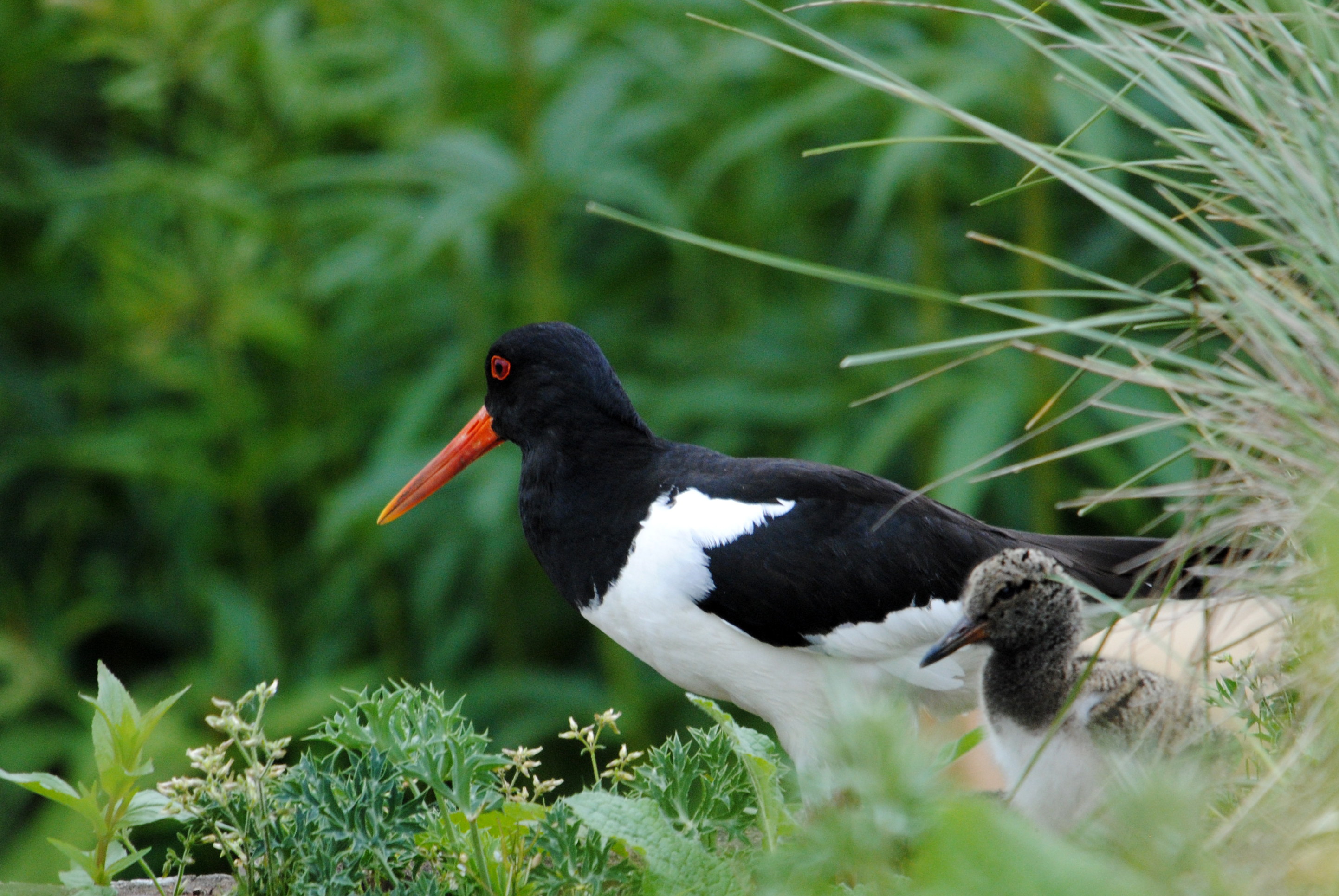 A black and white oystercatcher.