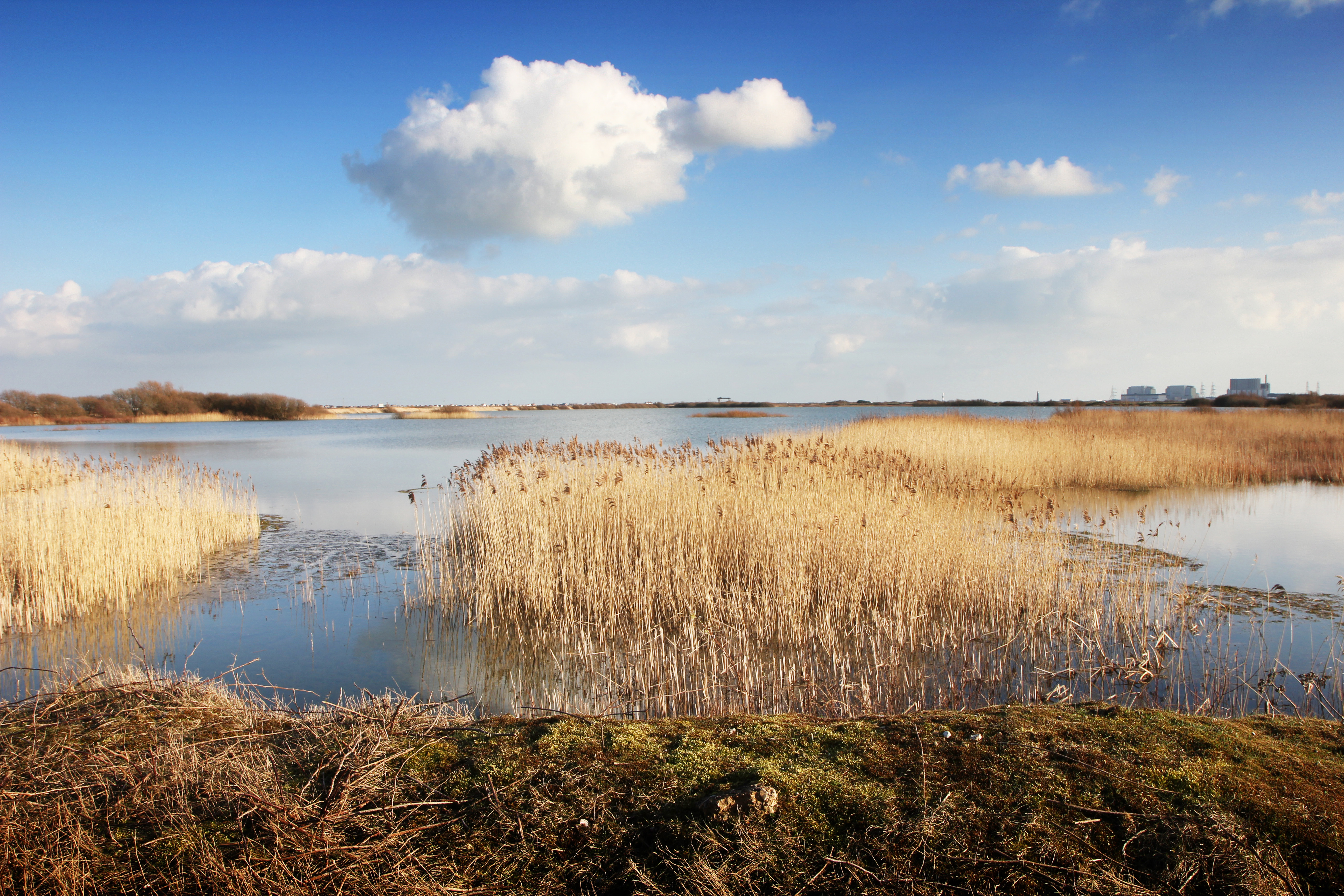 A lake at Dungeness with yellow reeds” style=