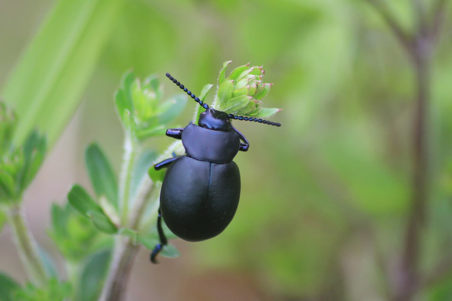 Bloody-nosed beetle.” style=