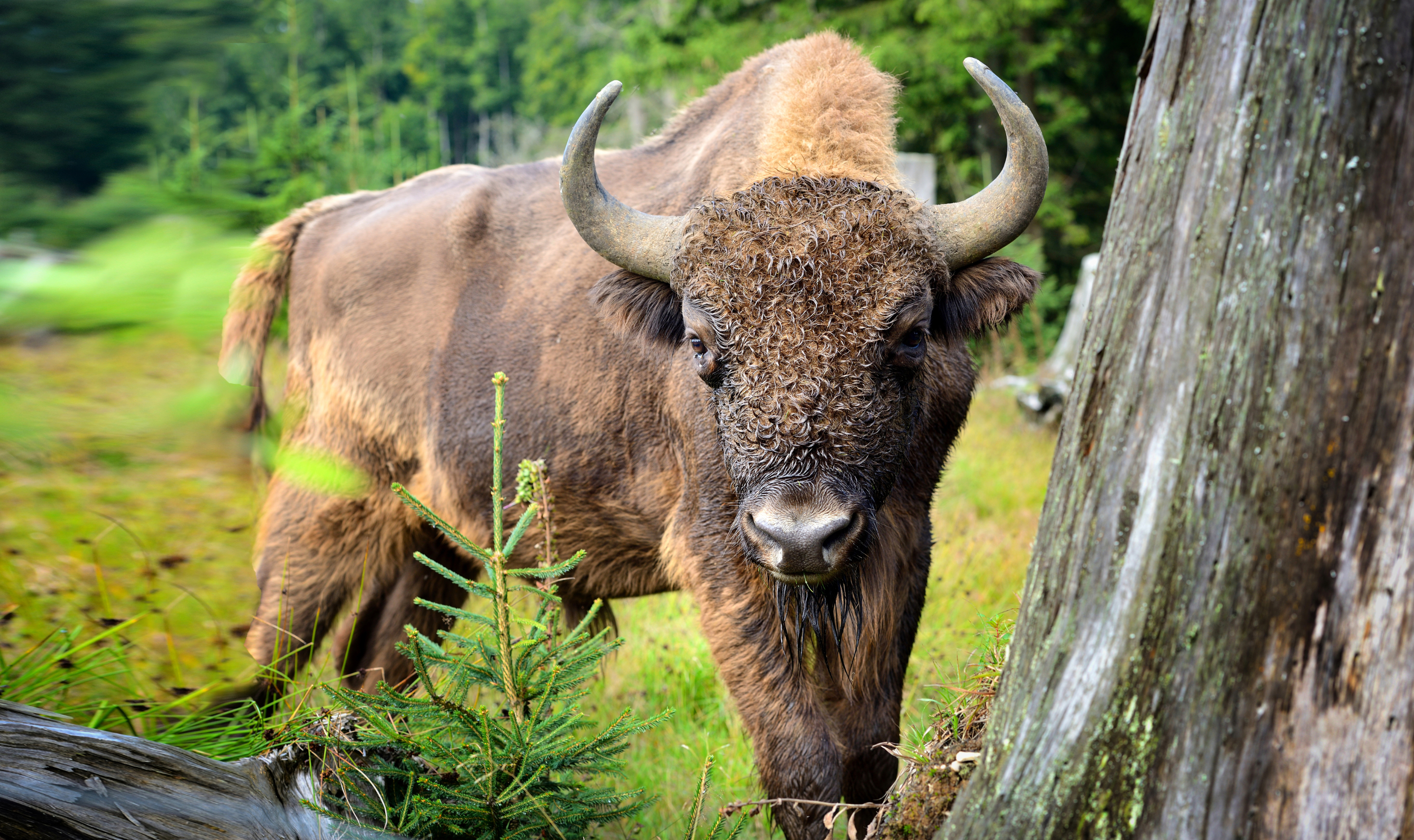 A young European Bison about to rub against a tree.