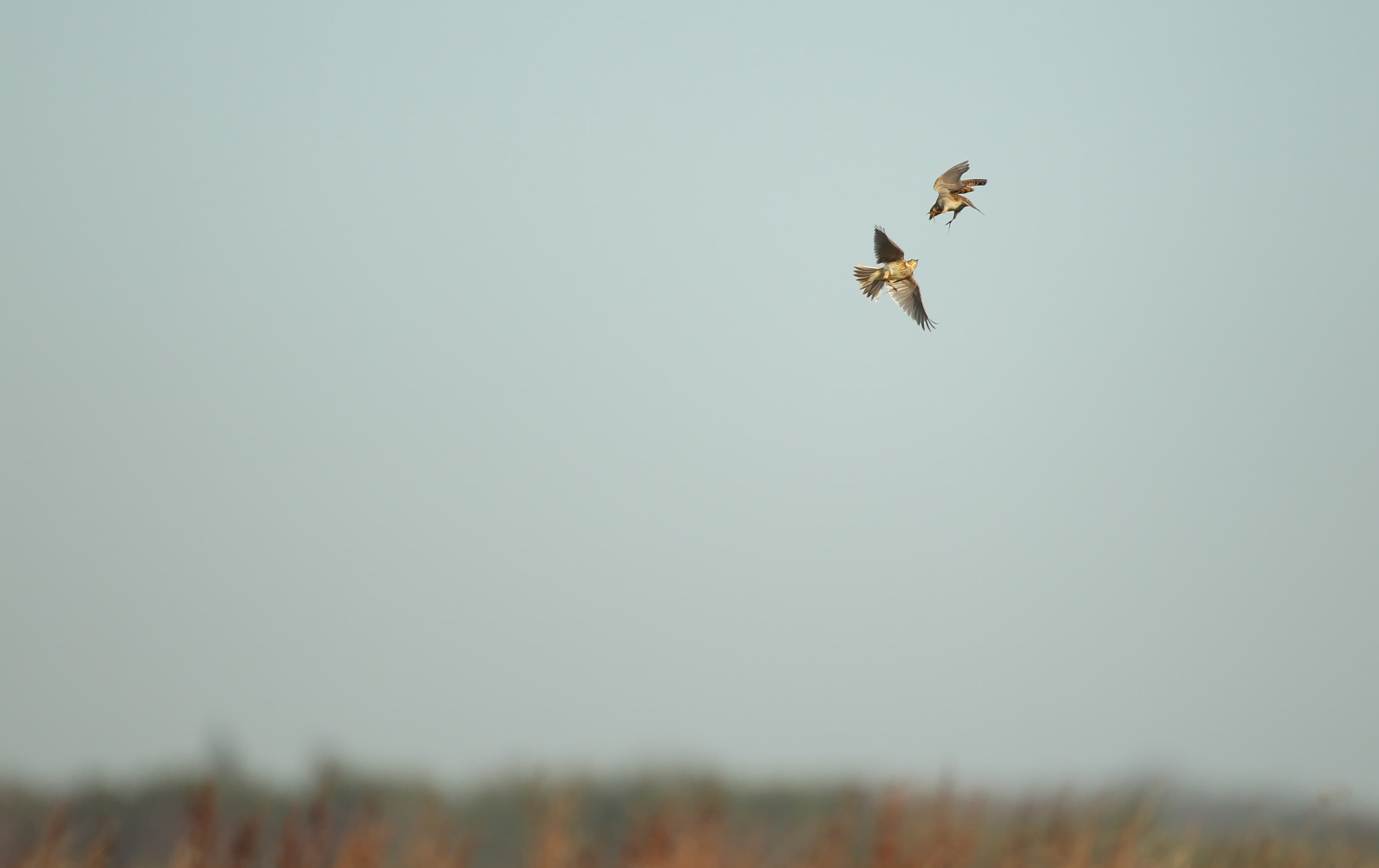 Skylarks flying” style=