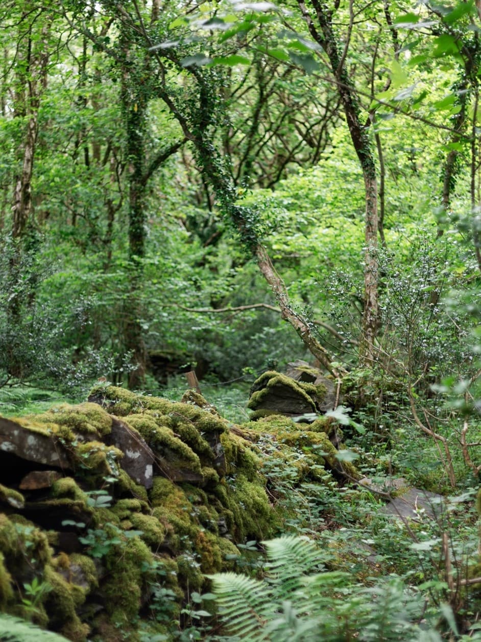 A mossy stone wall surrounded by ferns and trees.