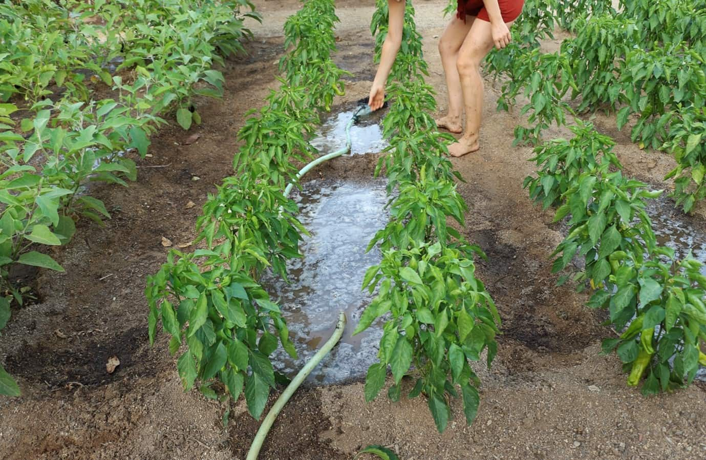 A barefoot person amongst rows of plants in an urban garden, watering them.