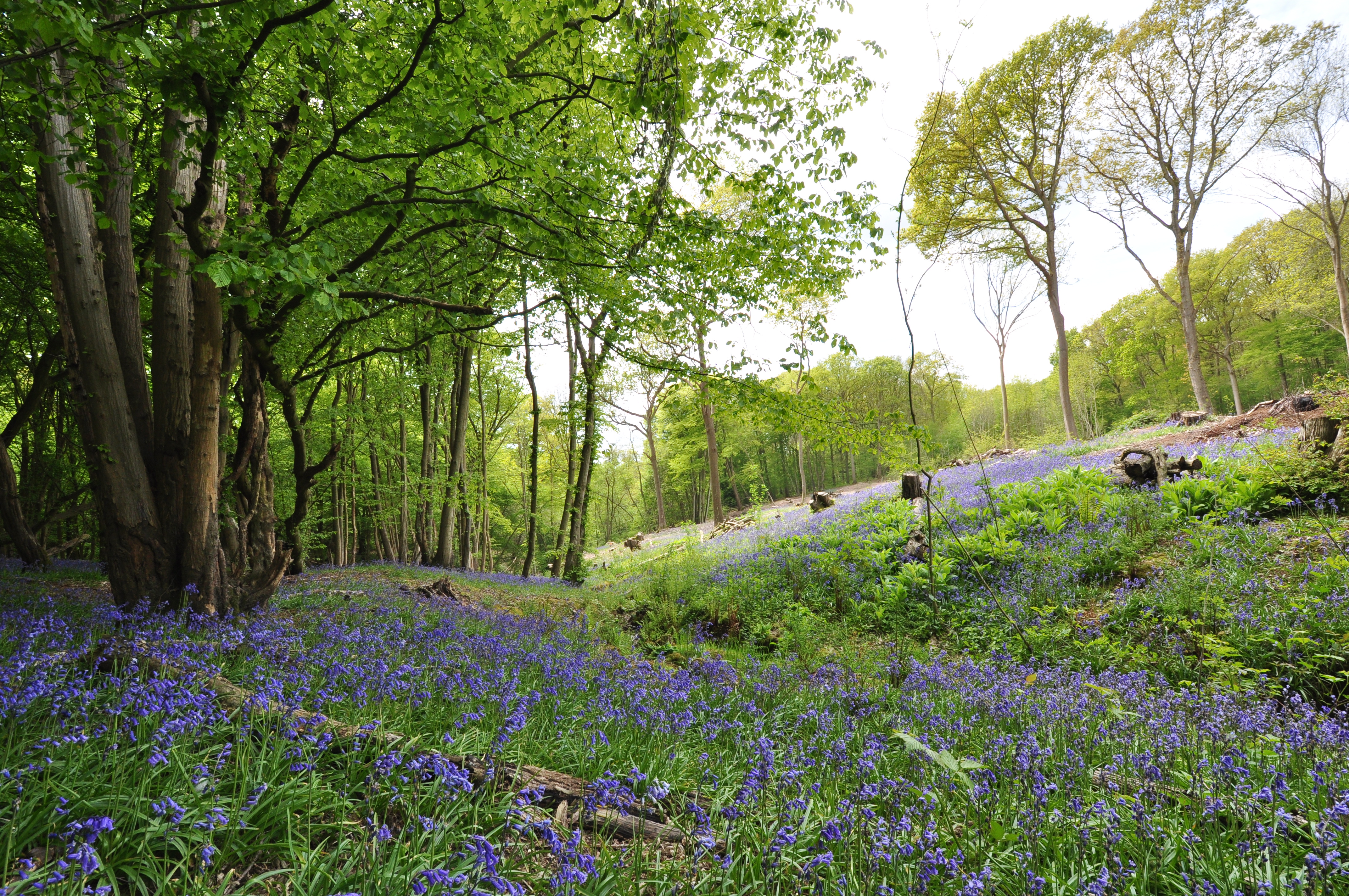 A beautifully green patch of woodland showing recent coppicing.