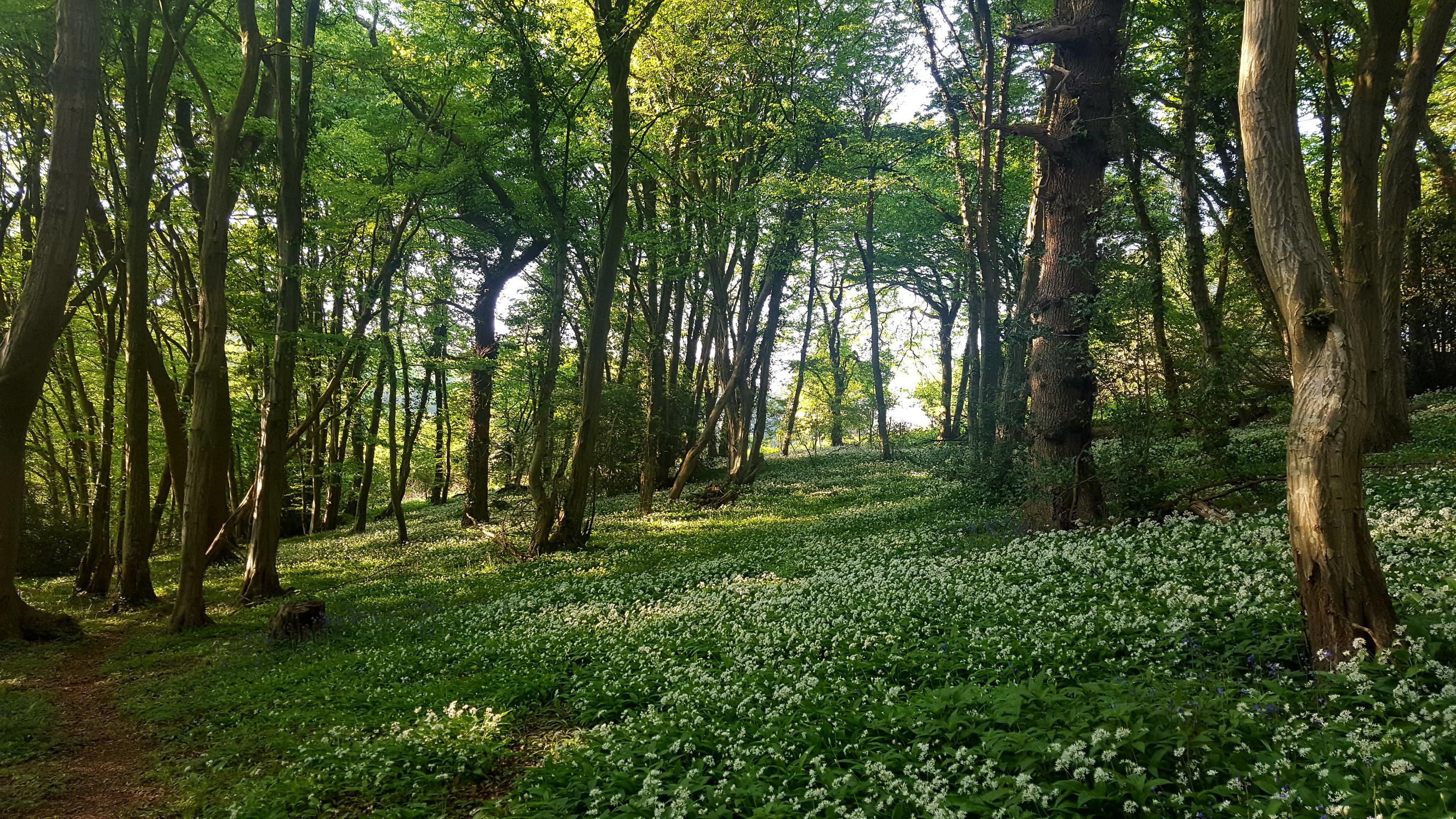 A verdant wood with flowering wild garlic.” style=