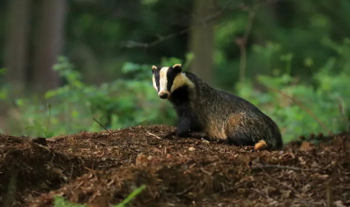 A badger looking at the camera.