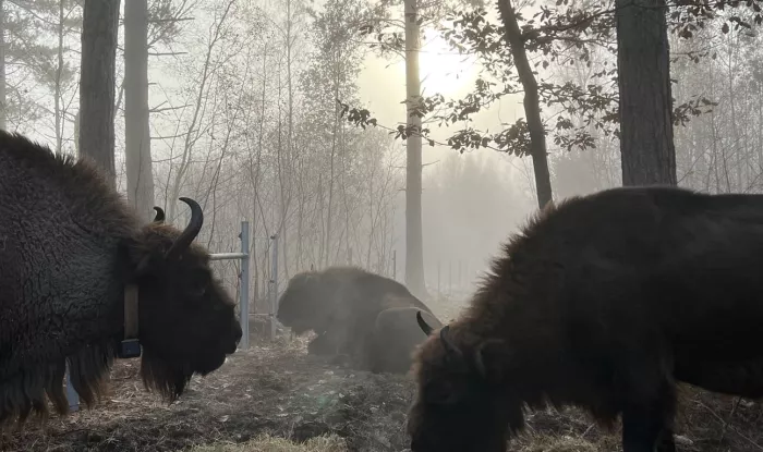 Bison in the mist at Blean.