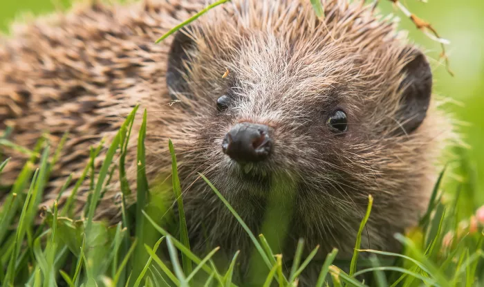 Hedgehog on the grass by Thomas John Ellis