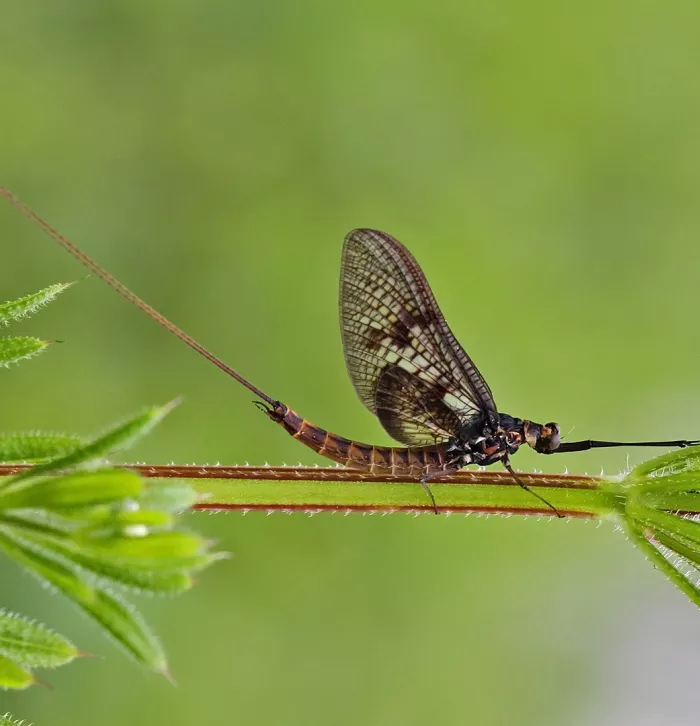 Common Mayfly