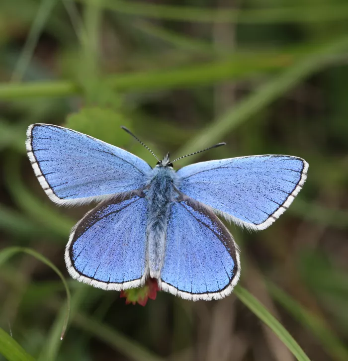 Adonis blue butterfly with wings spread wide in grassland