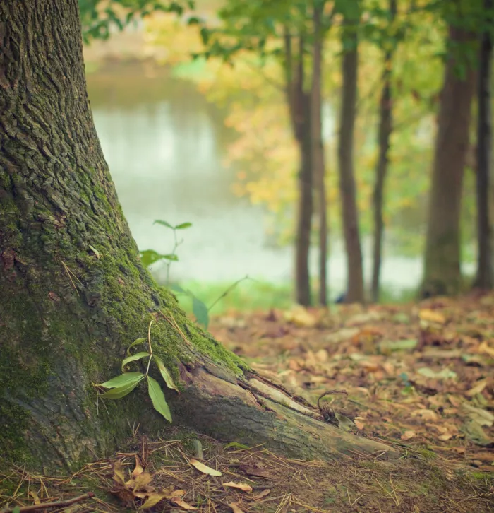 tree trunk