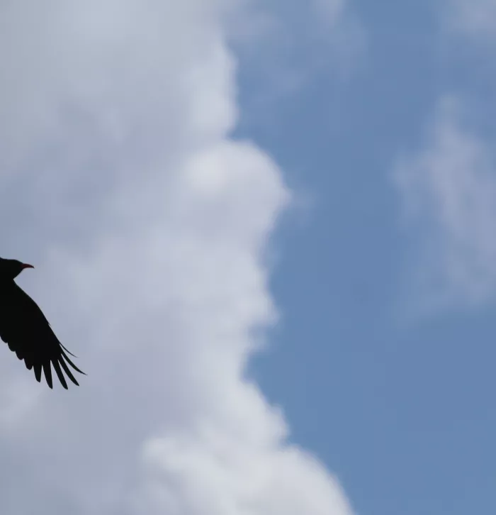 Wild chough © Paradise Park