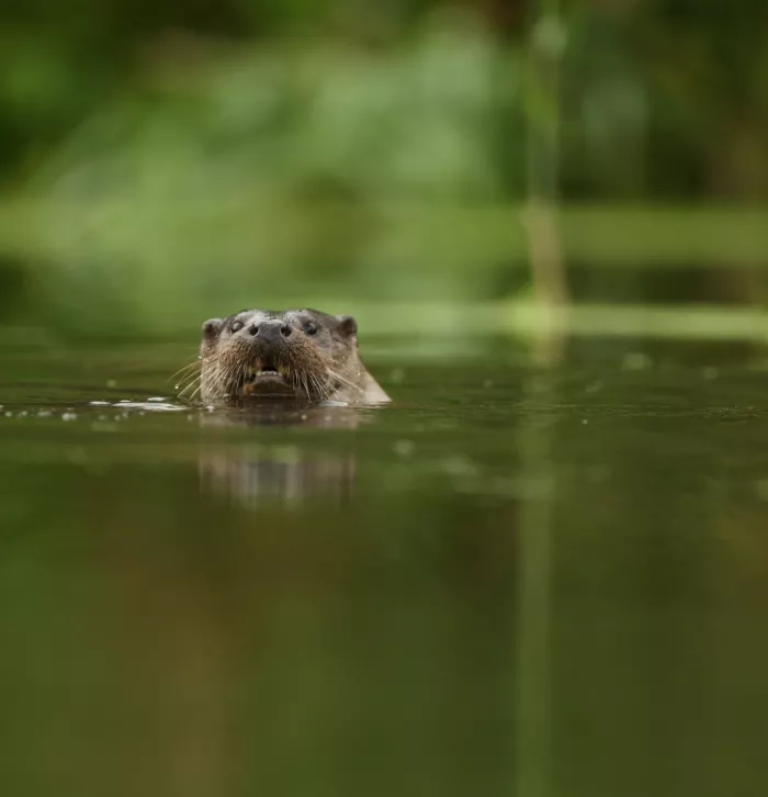 Otter in river