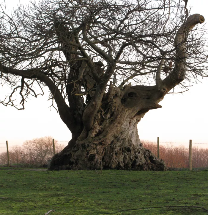 The Elephant Tree, a magnificent ancient oak on land next to Hothfield Heathland