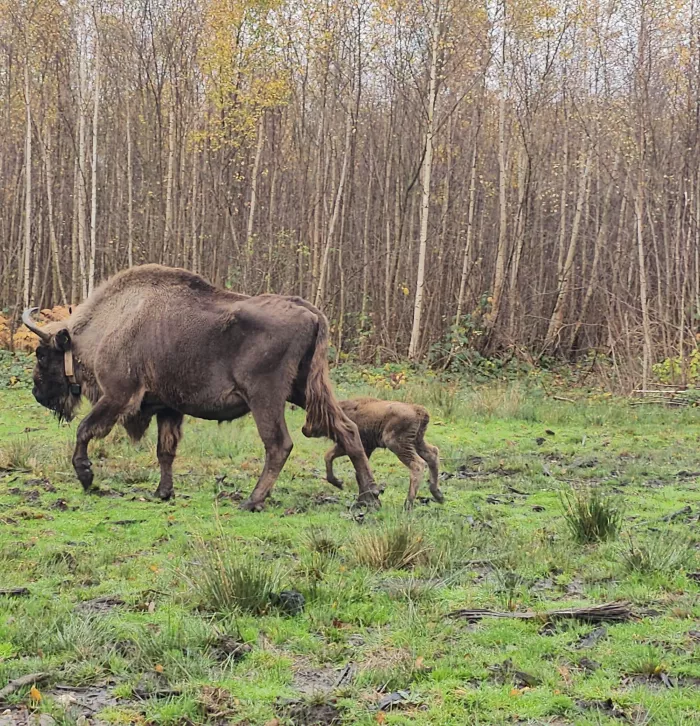 Bison herd, female walks with calf