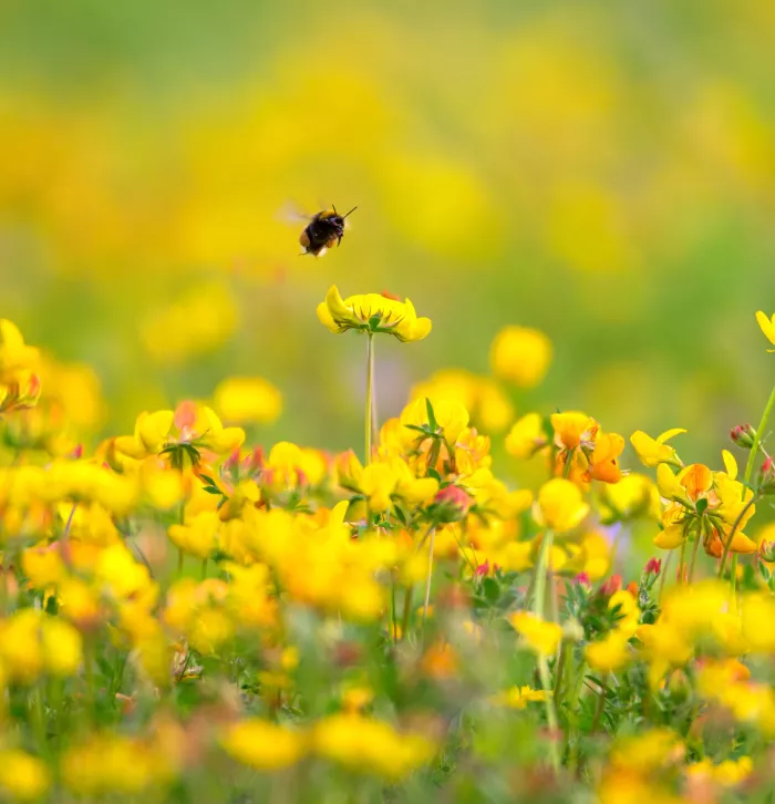 Bumblebee in Birds Foot Trefoil by Jon Hawkins