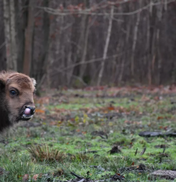 Bison calf by Tim Horton