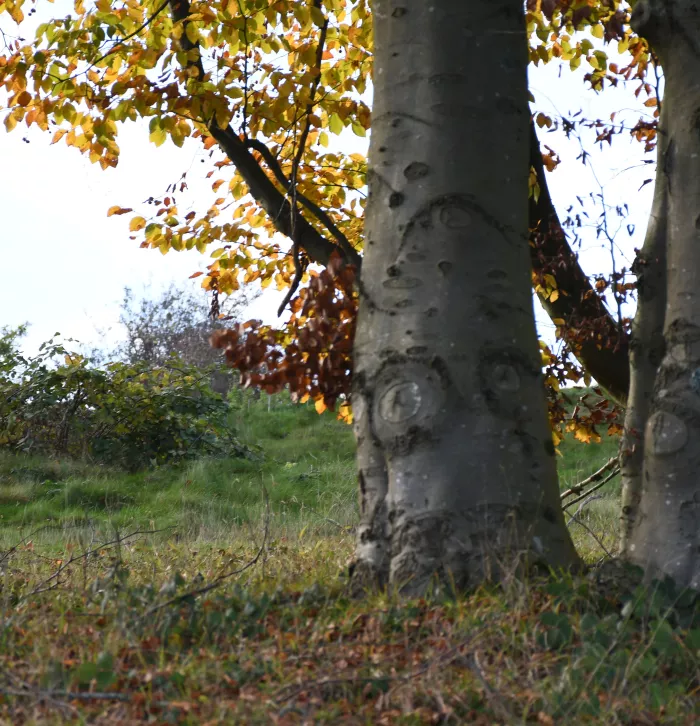 Heather Corrie Vale beech trees by Tim Horton