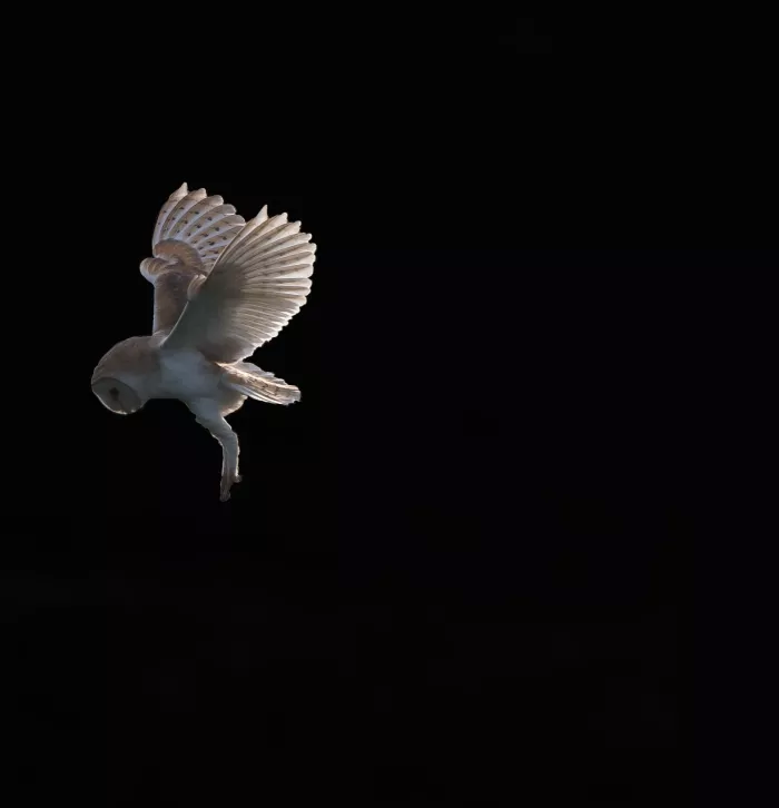 Barn owl hunting at night by Donald Sutherland