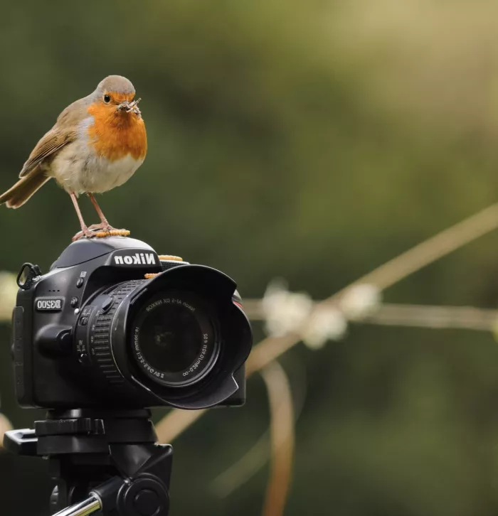 Robin on top of a camera Photo by Jose Perafan