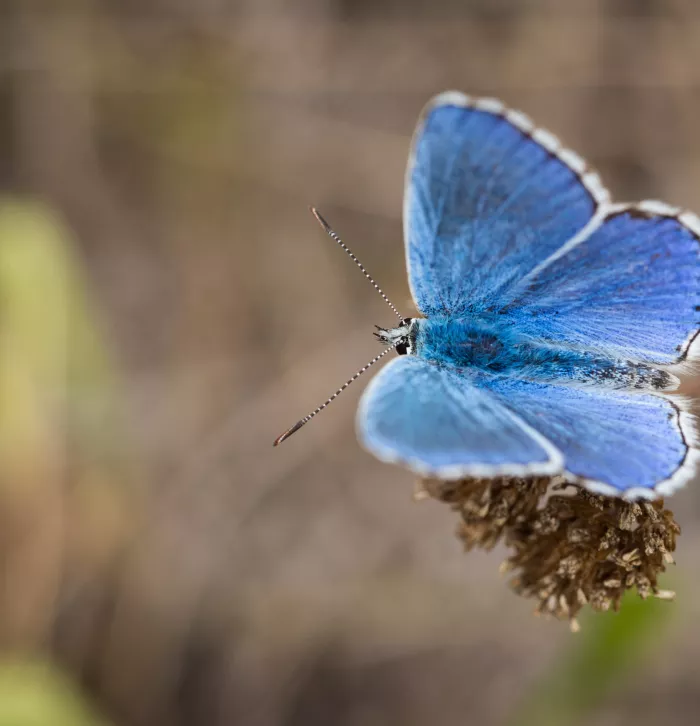 Adonis Blue Butterfly