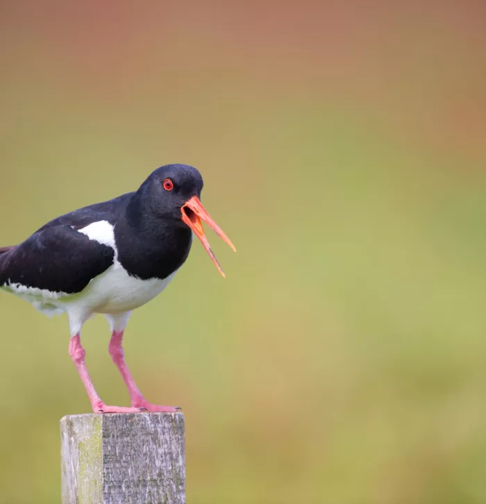 Oyster catcher