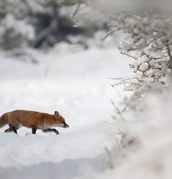 Fox stalking prey in the snow - Danny Green