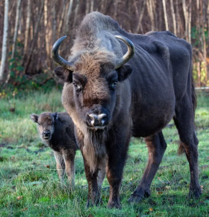 A European bison at Blean and a newborn calf.