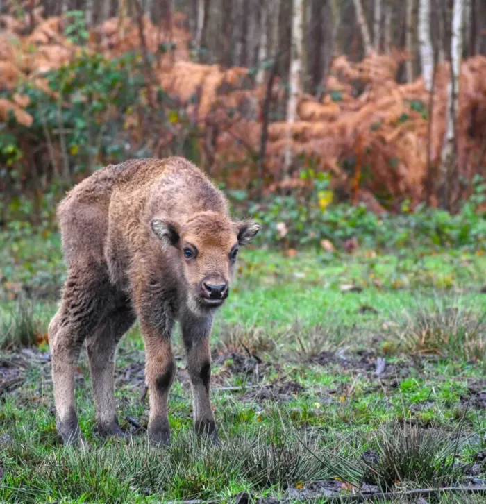 A bison calf at Blean in Canterbury.