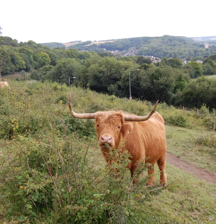 Highland Cow facing camera at Old Park Hill nature reserve