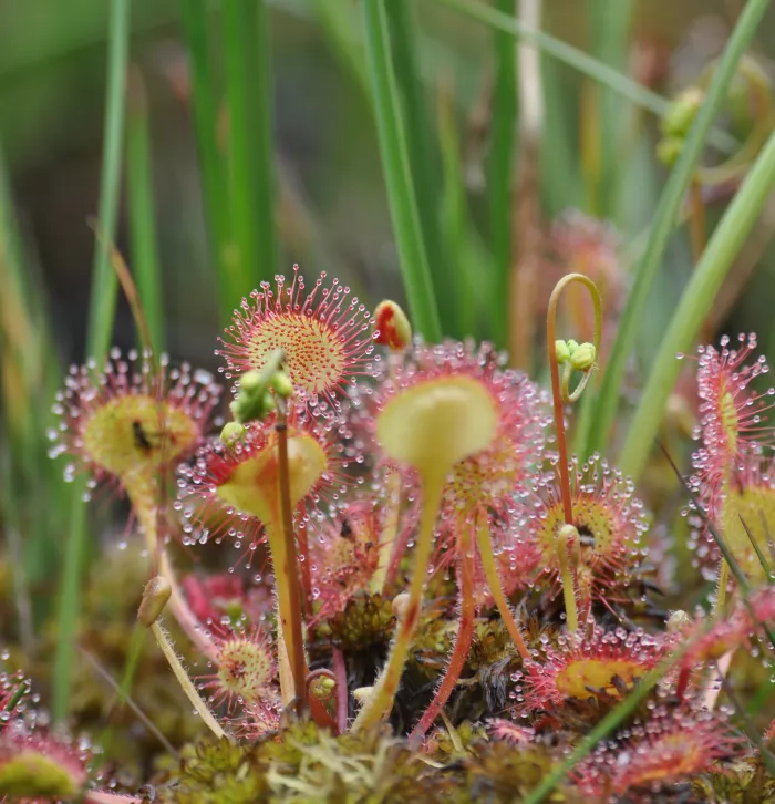 Round leaved sundew Hothfield bog2