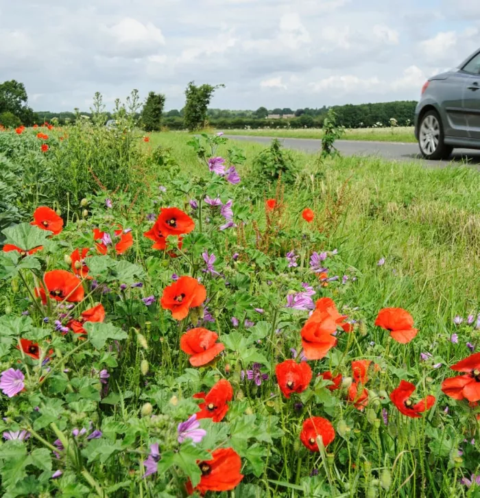 Common poppy (Papaver rhoeas) and common mallow (Malva sylvestris) growing on roadside verge. Kent, UK