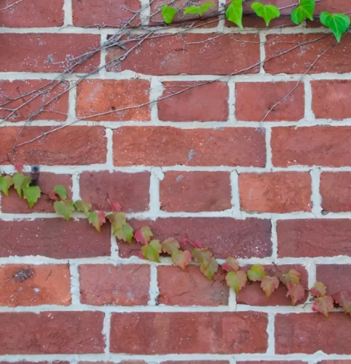 Ivy growing up a wall