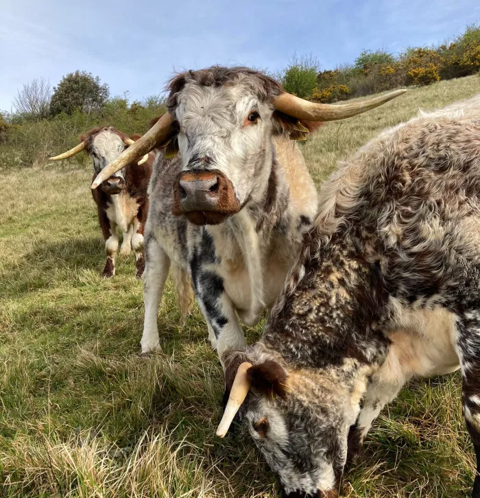 Longhorn cattle