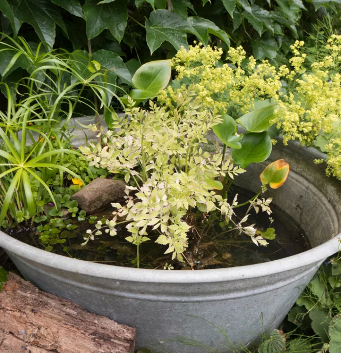 Container pond