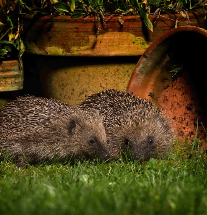 Two hedgehogs sat in the grass next to garden pots