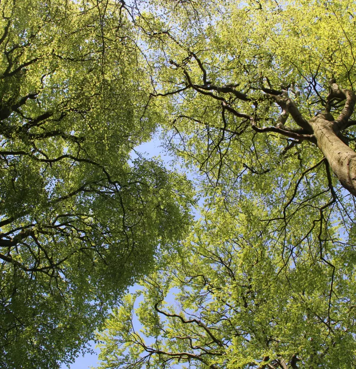 Upward shot of beech trees against a blue sky