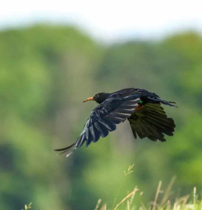 Chough in flight