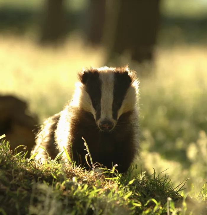 A black and white striped badger facing the camera in morning sunlight.