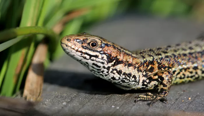 Common lizard