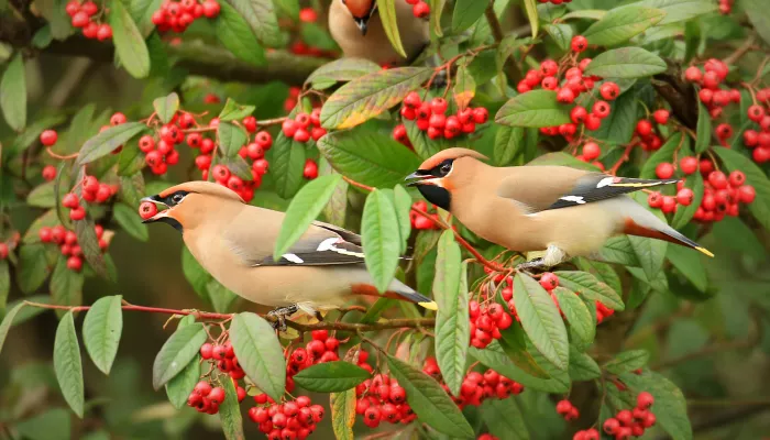 Waxwing