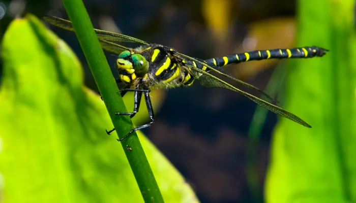 Golden-ringed Dragonfly