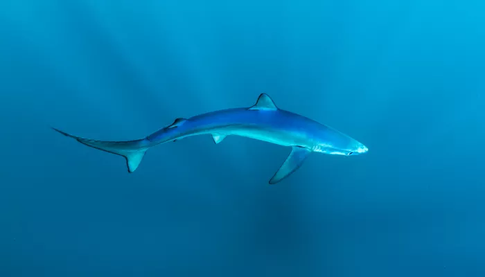 Blue shark