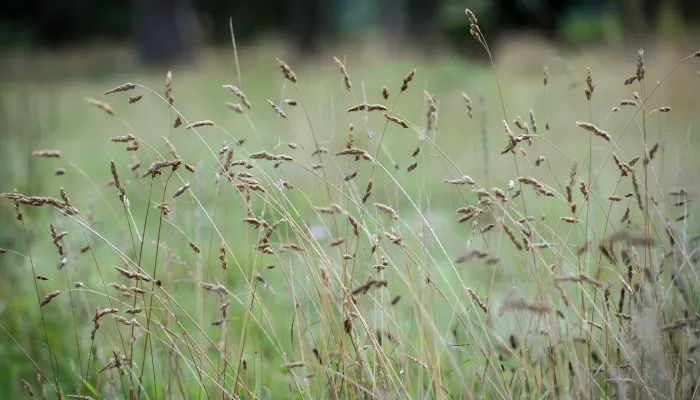 Grasses flowing in the wind