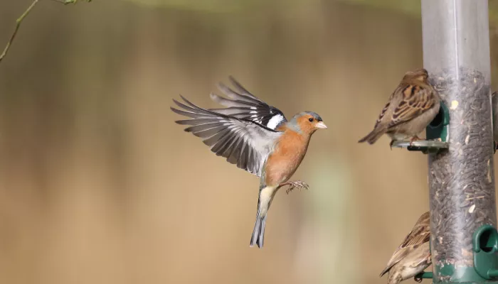 Male chaffinch in flight - Image via www.vinehousefarm.co.uk