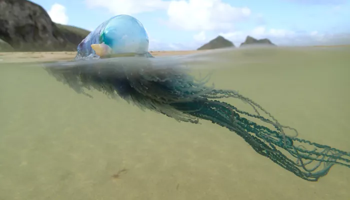 Portuguese man o' war