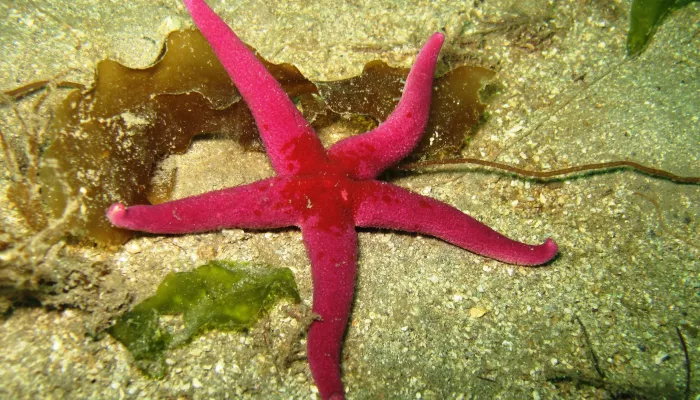 Bloody Henry starfish