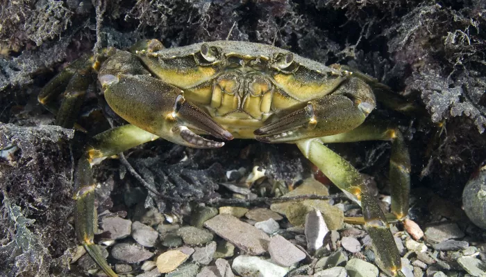 Shore crab