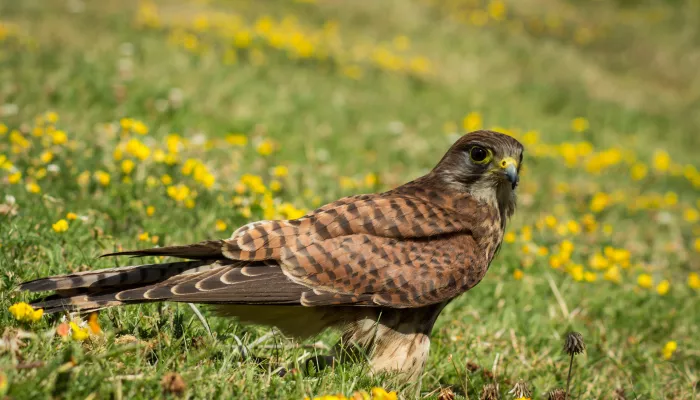 Kestrel on grassland