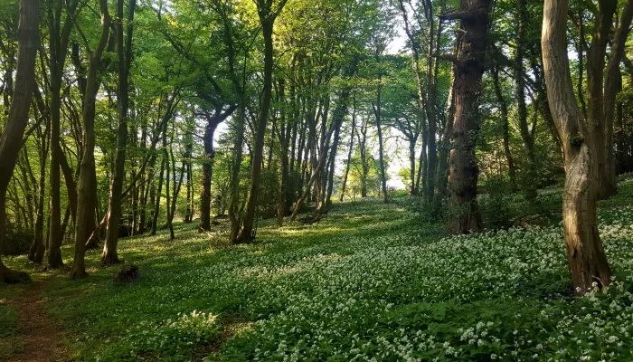 Woodland near Park Gate Down